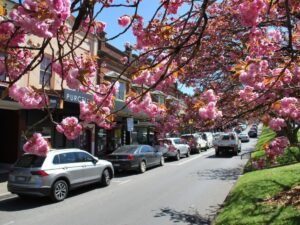A vibrant spring day on Leura Mall, featuring boutique shops and street parking under a canopy of pink cherry blossom trees