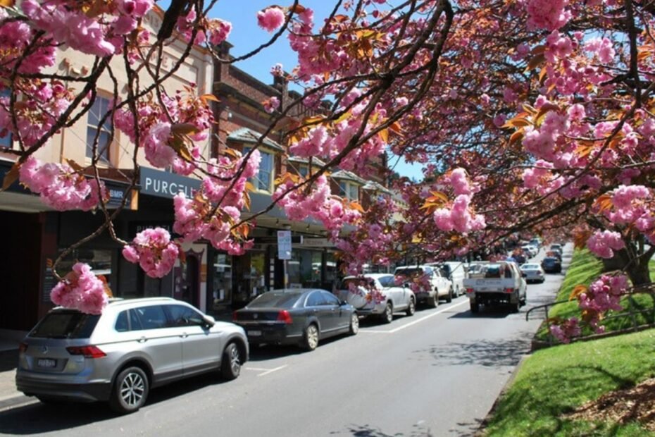 A vibrant spring day on Leura Mall, featuring boutique shops and street parking under a canopy of pink cherry blossom trees