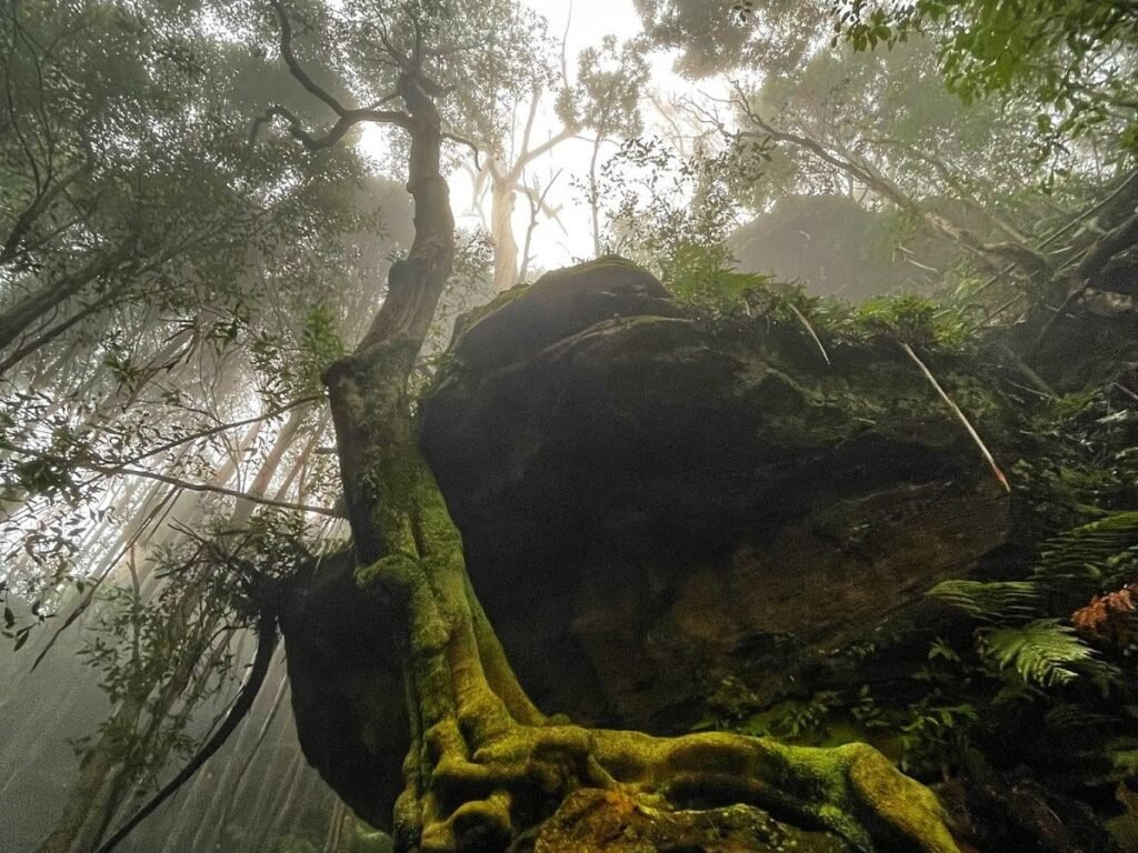 Panoramic golden hour view overlooking Leura Village and the dramatic Jamison Valley cliffs in the Blue Mountains